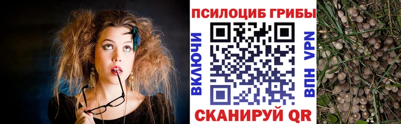 Псилоцибиновые грибы Psilocybine cubensis Избербаш
